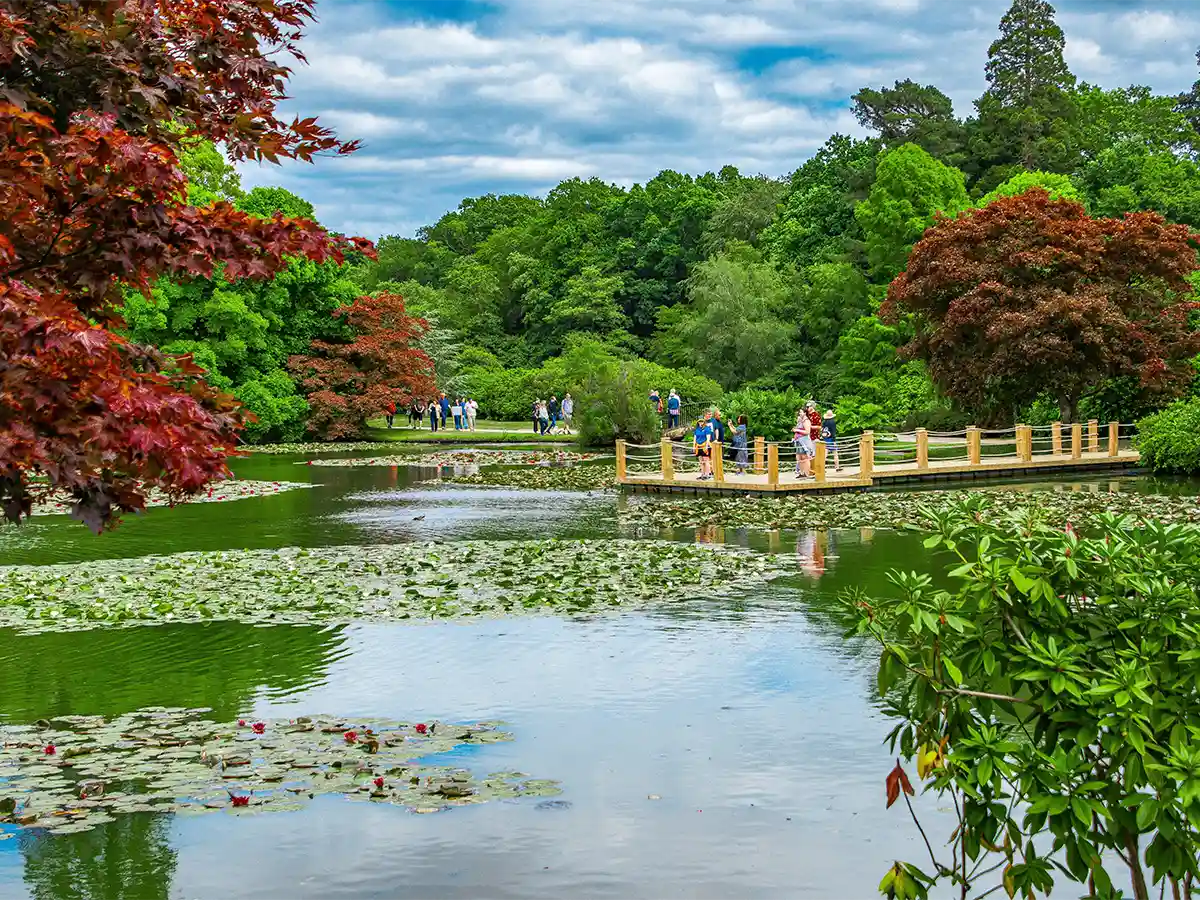 Visitors enjoying a scenic walk along a lily pond in a lush, green park in South Yorkshire, with vibrant foliage and a wooden bridge on a partly cloudy day.